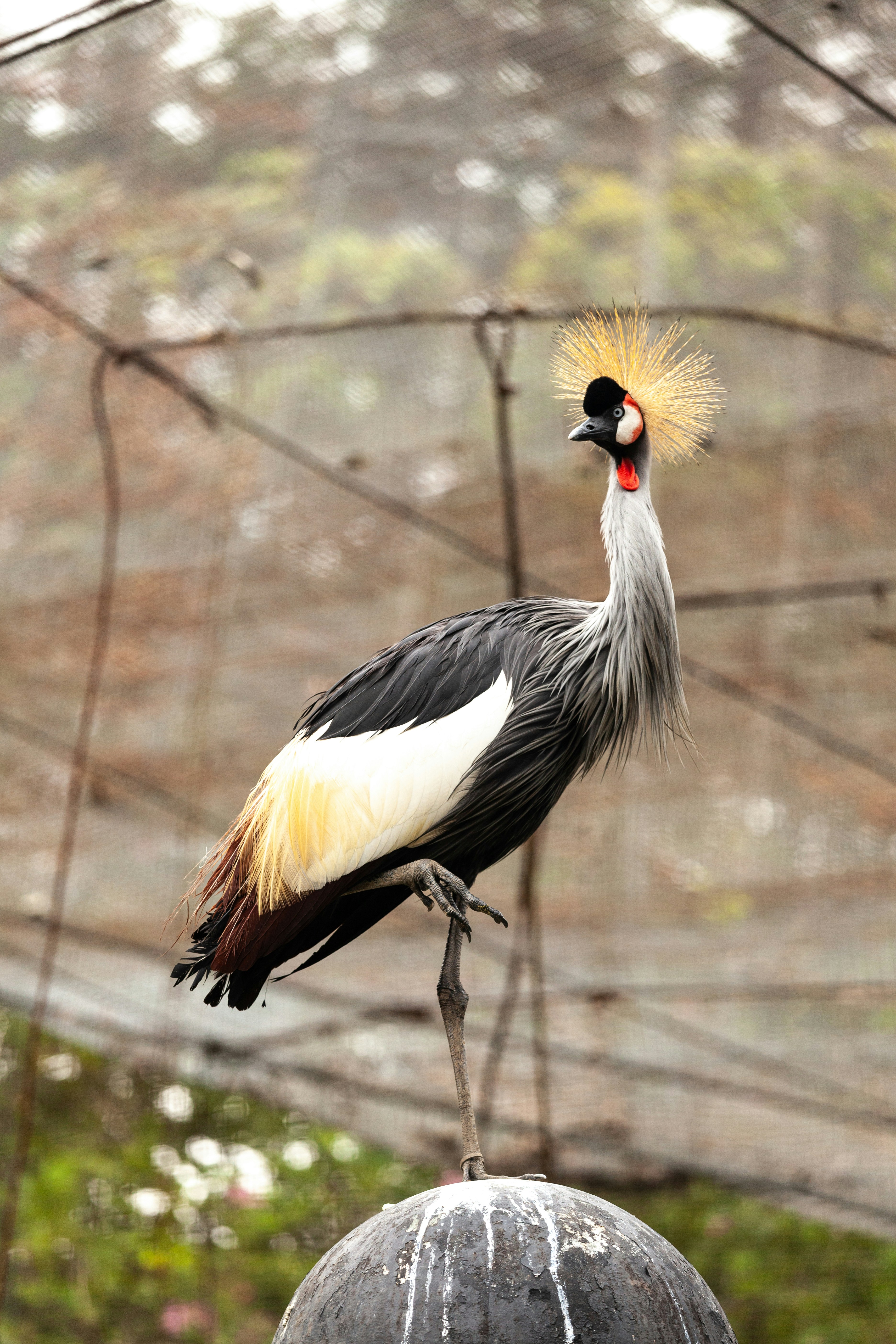 Crested Crane