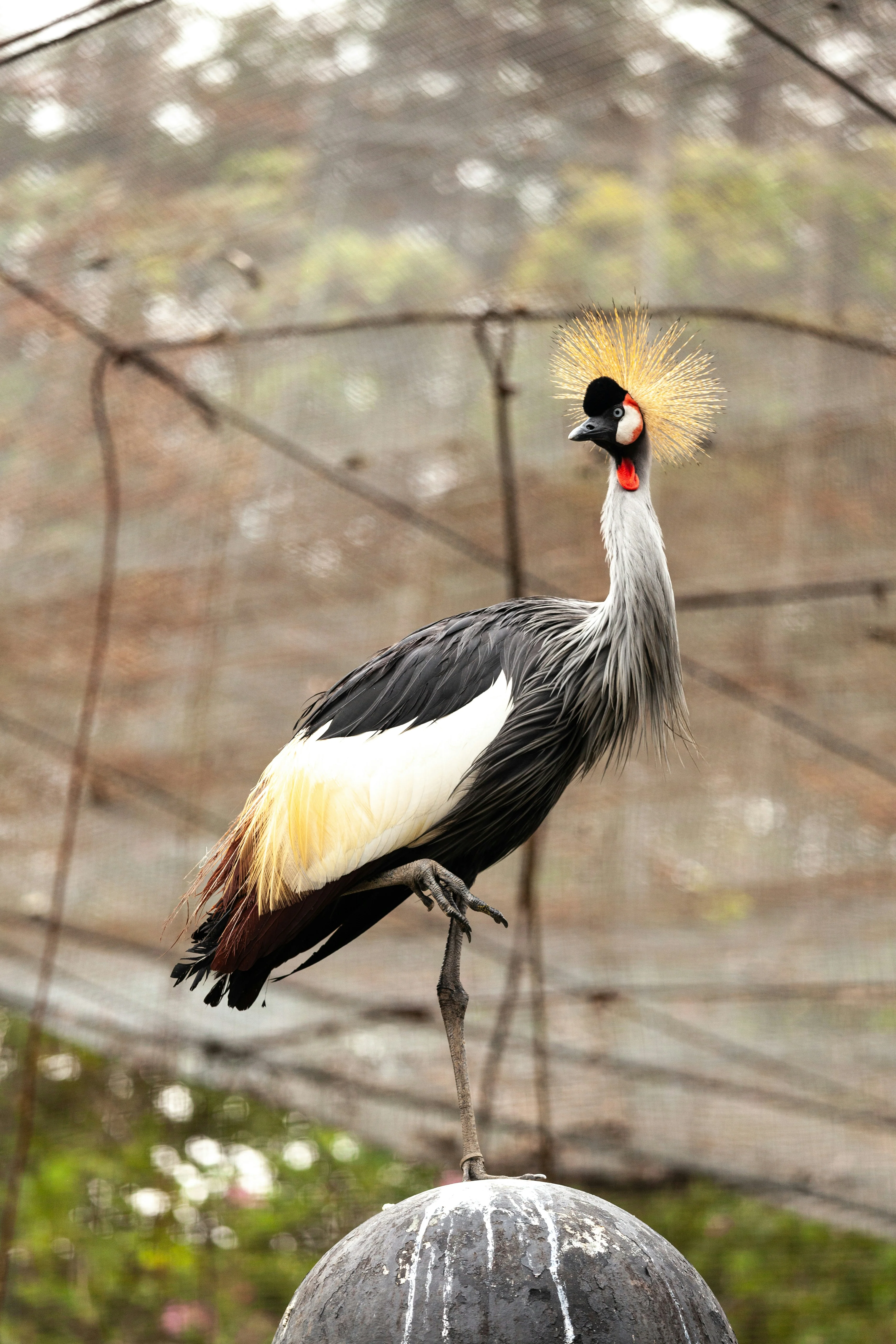 Crested Crane